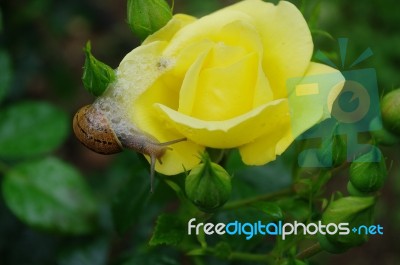 Snail On Yellow Rose With Buds Stock Photo