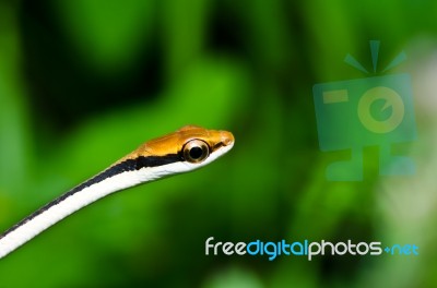 Snake In Green Nature  Stock Photo