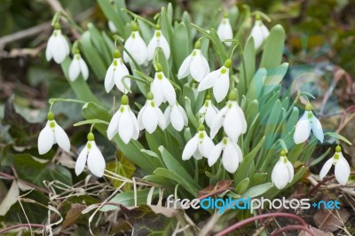Snowdrop - First Flower In Spring Stock Photo