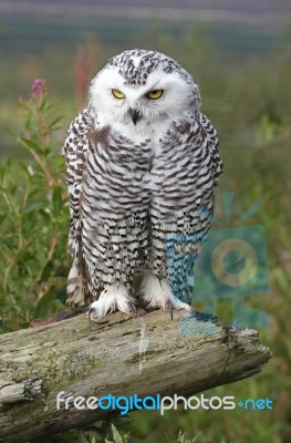 Snowy Owl Stock Photo
