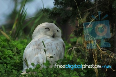 Snowy Owl In A Bush Stock Photo