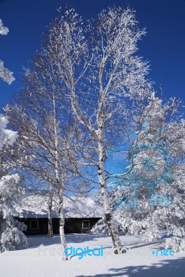 Snowy tree and house Stock Photo