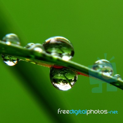 Some Raindrops On A Leaf Stock Photo