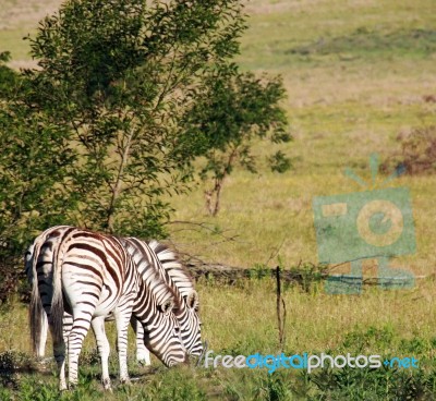 South African Zebra Stock Photo