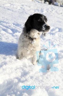 Spaniel In The Snow Stock Photo