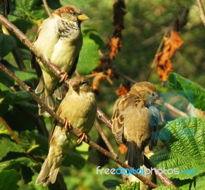 Sparrows Resting Stock Photo