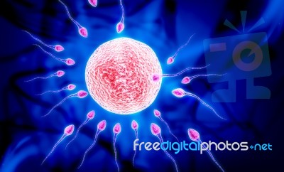 Sperm Stock Image