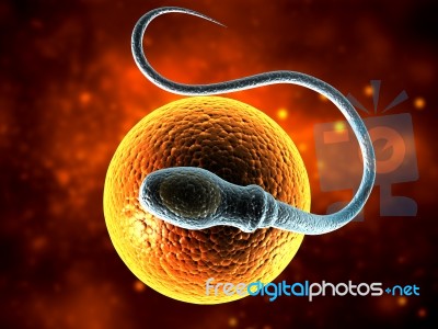 Sperm Stock Image