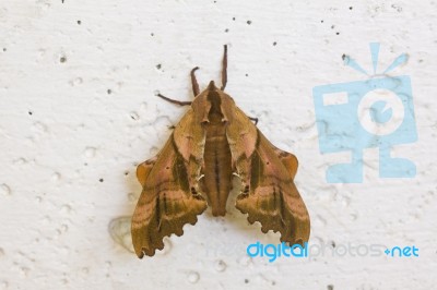Sphinx Moth Stock Photo