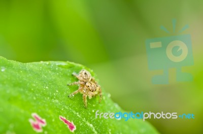 Spider In Green Leaf Stock Photo
