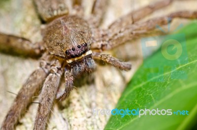 Spider In Nature Stock Photo