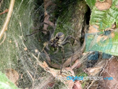 Spider - Lycosa Erythrognatha Stock Photo