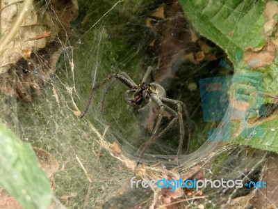 Spider - Lycosa Erythrognatha Stock Photo