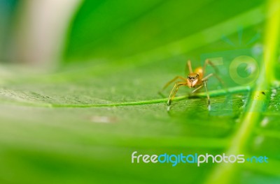 Spider On Leaf Stock Photo