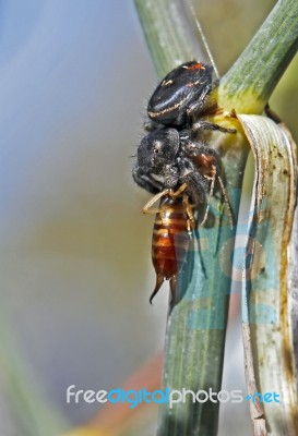 Spider With Earwig Stock Photo