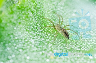 Spider With Water Drops Stock Photo