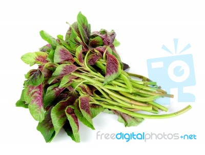 Spinach Isolated On White Background Stock Photo