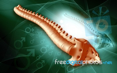 Spine Stock Image