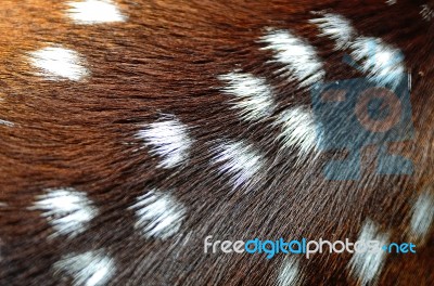 Spotted Deer Skin Stock Photo