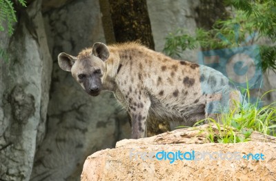 Spotted Hyena Stock Photo