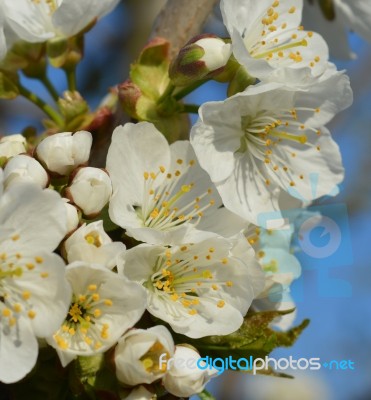 Spring Stock Photo