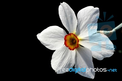 Spring Daffodil Stock Photo