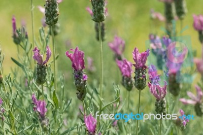 Spring Field Of Lavender Flowers In The Summer Stock Photo