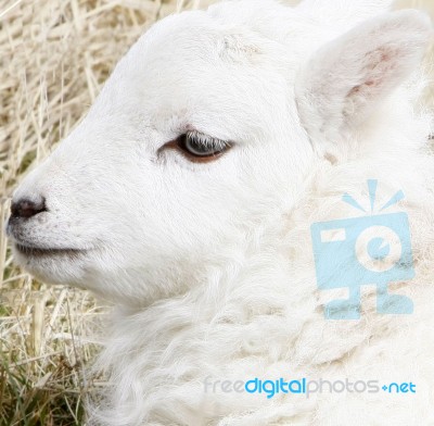 Spring Lamb Stock Photo