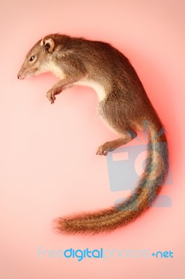 Squirrel Asia Stauffer Animals Stock Photo