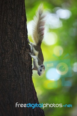 Squirrel Climbing On Tree Bark Stock Photo