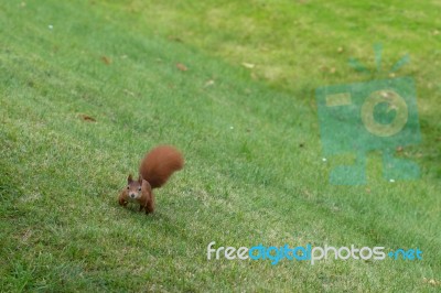 Squirrel Eating Nuts Stock Photo