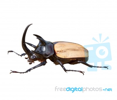 Stag Beetle Stock Photo