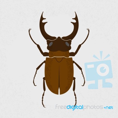 Stag Beetle, The Largest Beetle Stock Image
