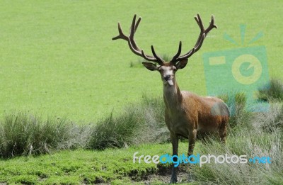 standing Male Deer Stock Photo