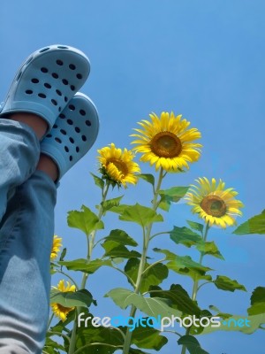 Standing On Sky Of Sunflowers Stock Photo