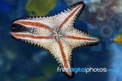 Star Fish Stock Photo