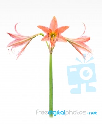 Star Lily Stock Photo