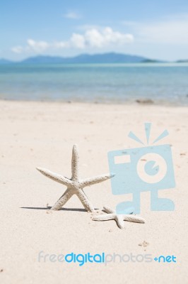 Starfish Standing On The Beach Stock Photo