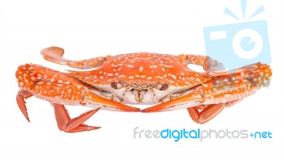 Steam Food Crab On Dish Stock Photo