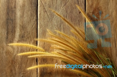 Still Life With  Foxtail Grass Stock Photo