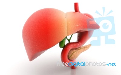 Stomach Liver And Pancreas Stock Image