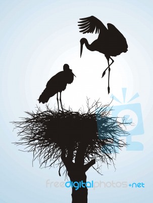 Storks In Nest Stock Image