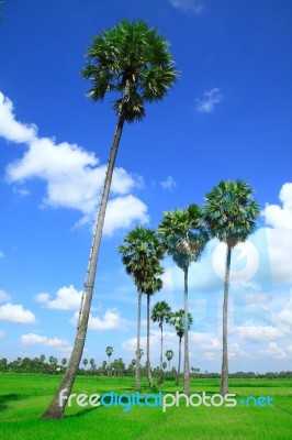Sugar Palm Trees In The Field  Stock Photo