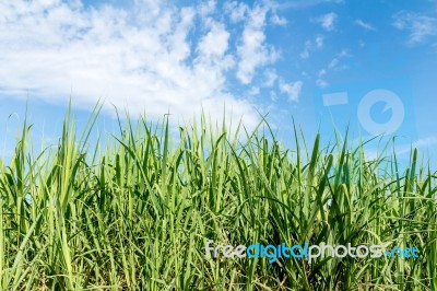 Sugarcane And Blue Sky Background Stock Photo