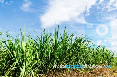 Sugarcane And Blue Sky Background Stock Photo