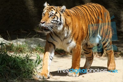 Sumatran Tiger Walking Stock Photo