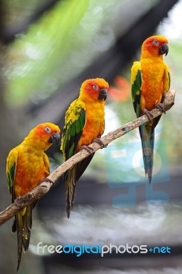 Sun Conure Stock Photo