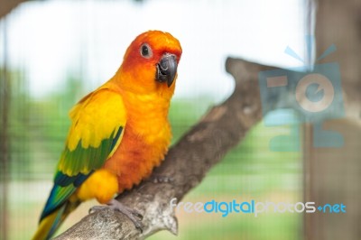 Sun Conure Parrot Stock Photo