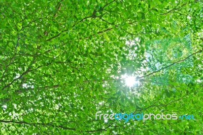 Sun Shine Through Tree Branch Stock Photo