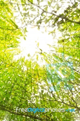 Sunbeam Over Tropical Forest Stock Photo